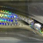 HBL/SINK/9CM